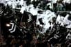 Obrazek news: To już pewne. Jonathan David dołącza do Juventusu